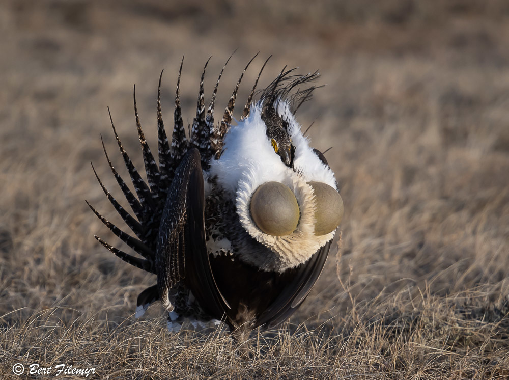 Greater Sage-Grouse photo