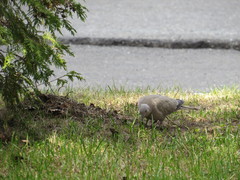 Streptopelia decaocto