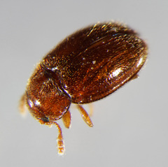 Symbiotes gibberosus