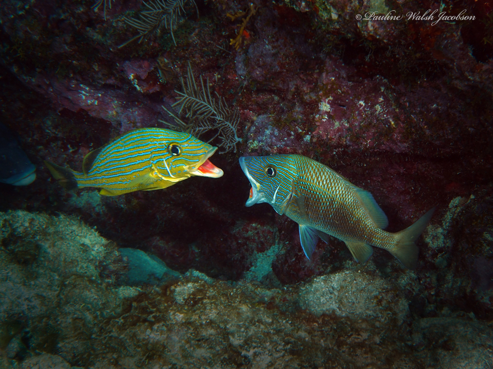 Photo of White grunt (Haemulon plumierii)