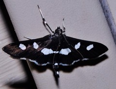 Desmia maculalis