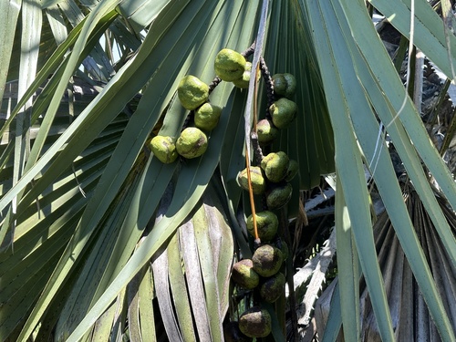 Hyphaene guineensis