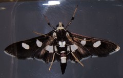 Desmia maculalis