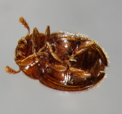 Symbiotes gibberosus