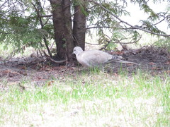 Streptopelia decaocto