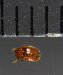 Symbiotes gibberosus