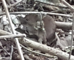 Clethrionomys glareolus