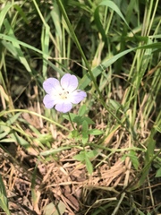 Nemophila phacelioides