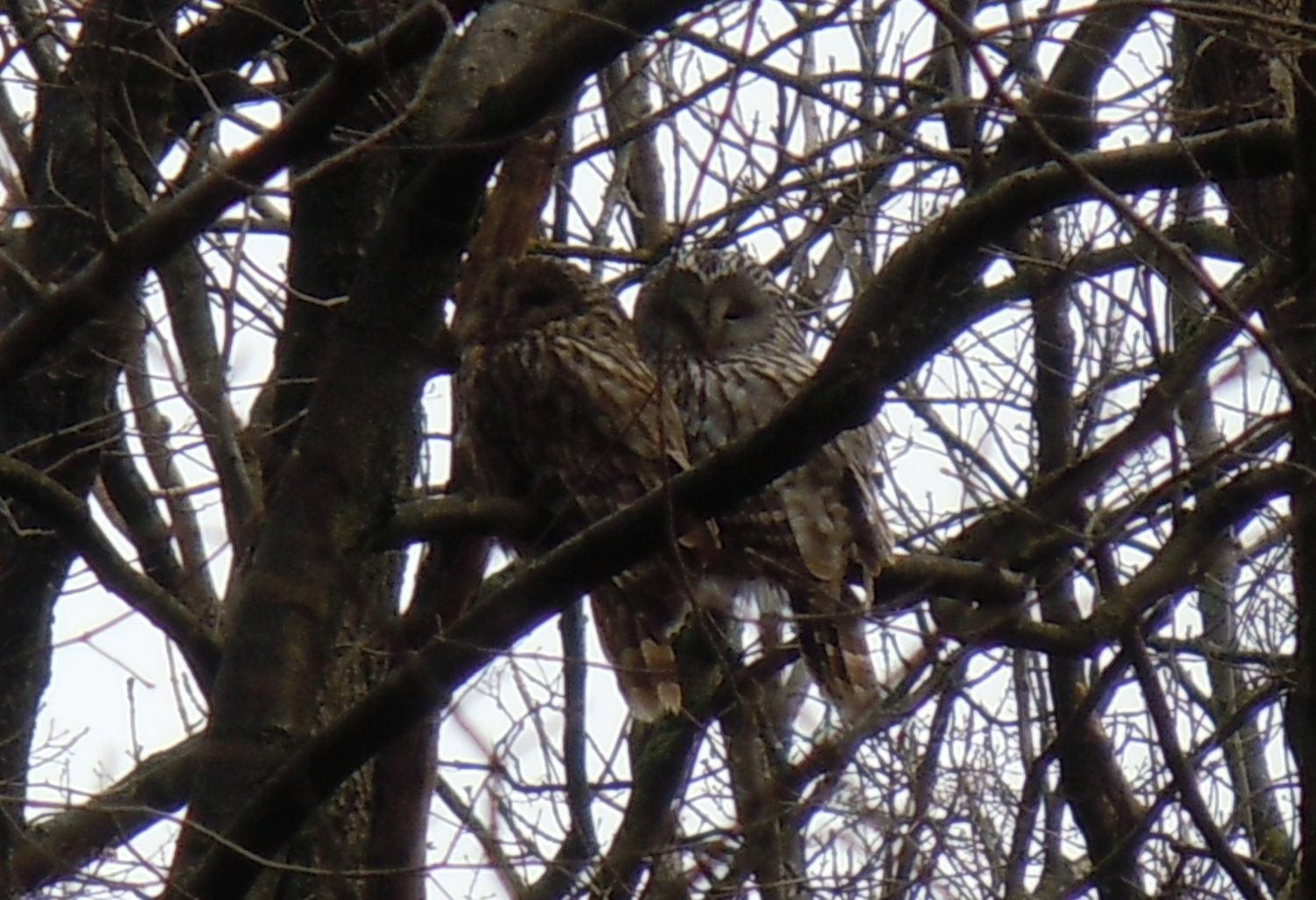 Ural Owl