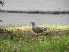 Streptopelia decaocto