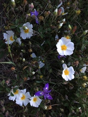 Cistus salviifolius