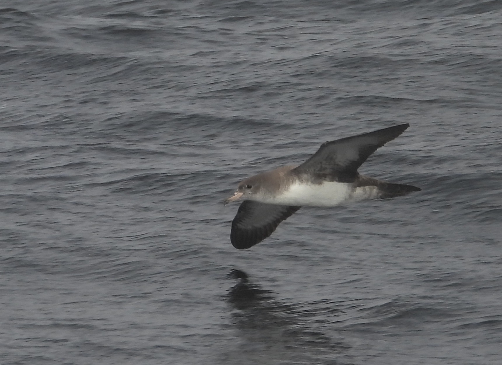 Pink-footed Shearwater