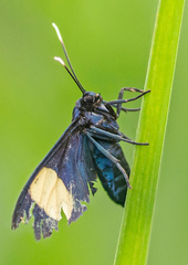 Trichaetoides apicalis