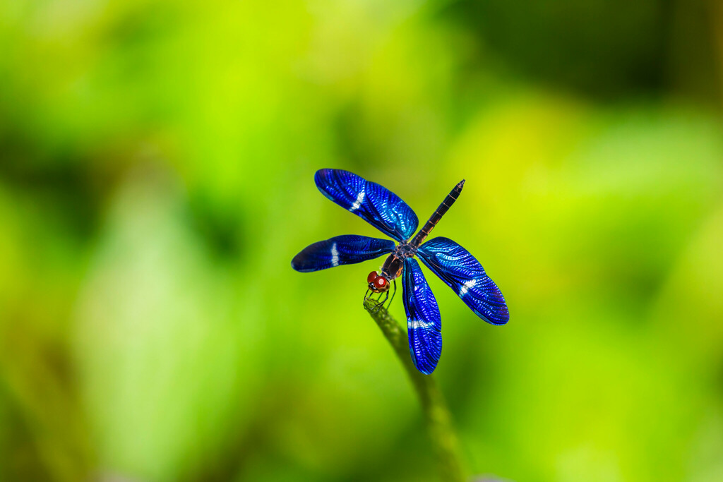 Rainforest Bluewing