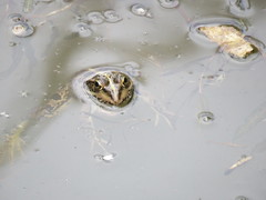 Pelophylax kurtmuelleri