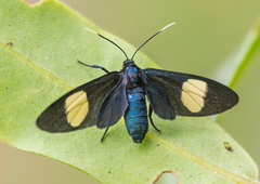 Trichaetoides apicalis