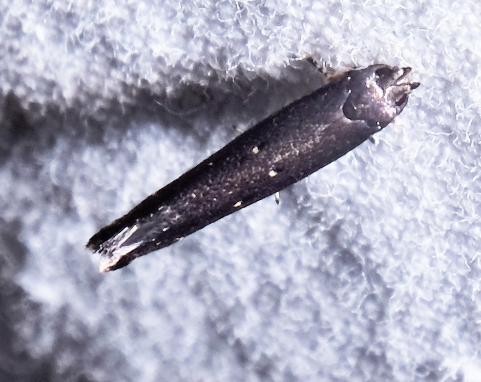 Perimede