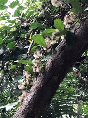 Decaneuropsis gratiosa