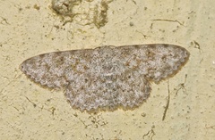 Scopula