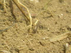 Pelobates fuscus