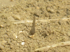 Pelobates fuscus