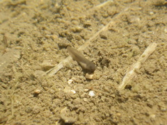 Pelobates fuscus