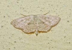 Scopula