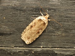 Agonopterix ocellana