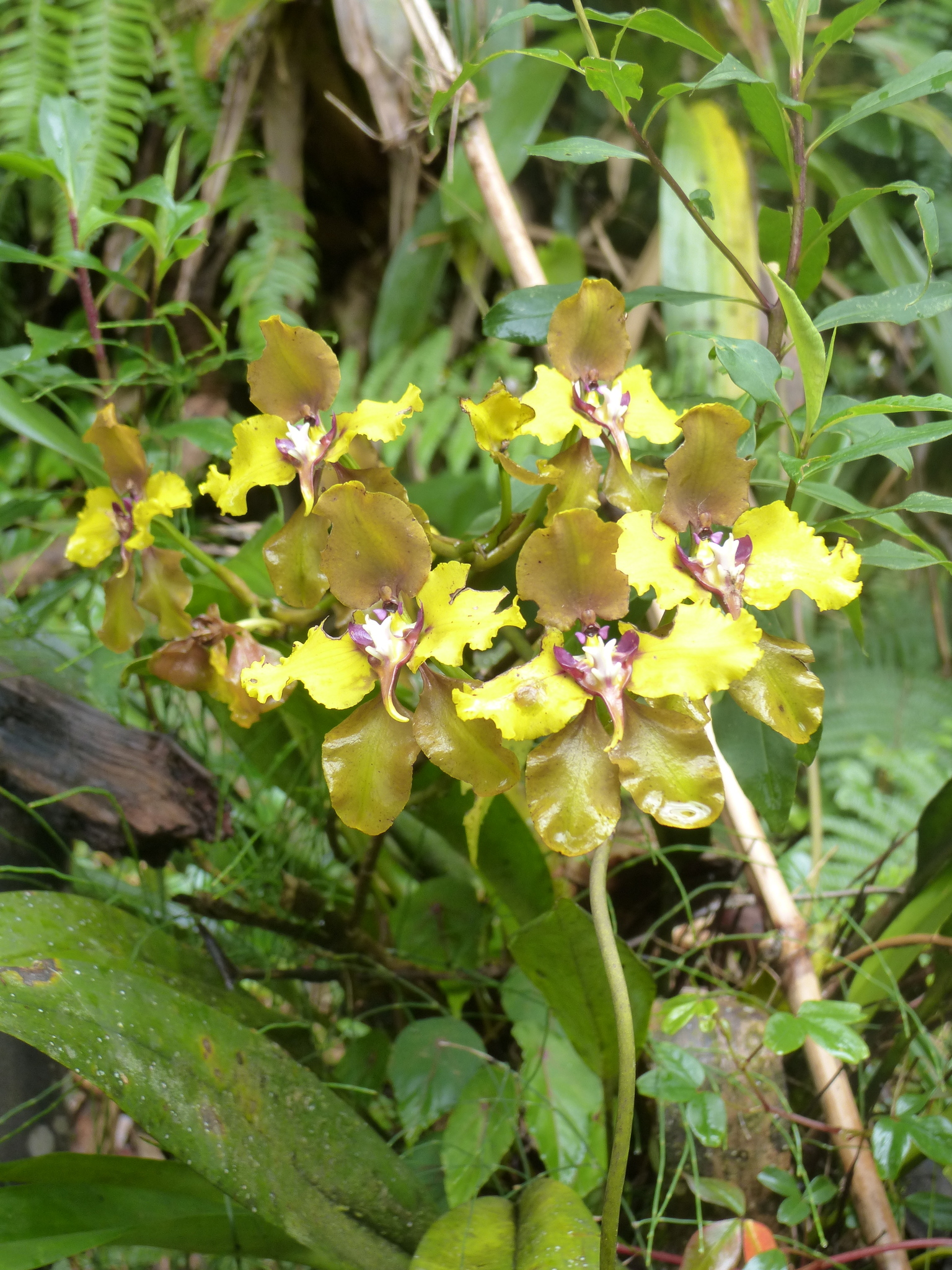 Cyrtochilum macranthum image