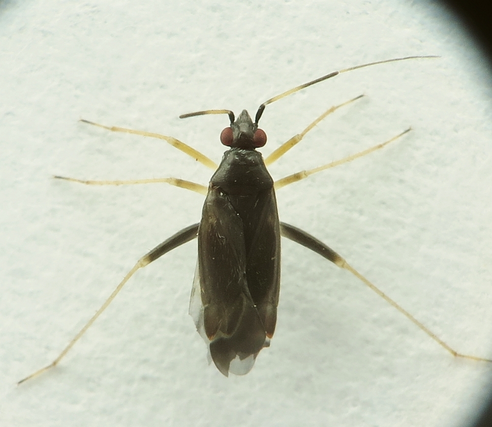 Orthonotus cylindricollis