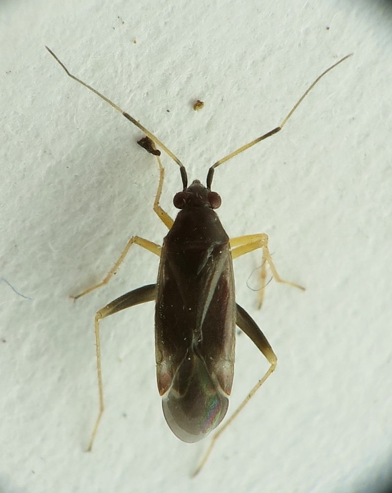 Orthonotus pseudoponticus