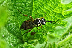 Aglaostigma aucupariae