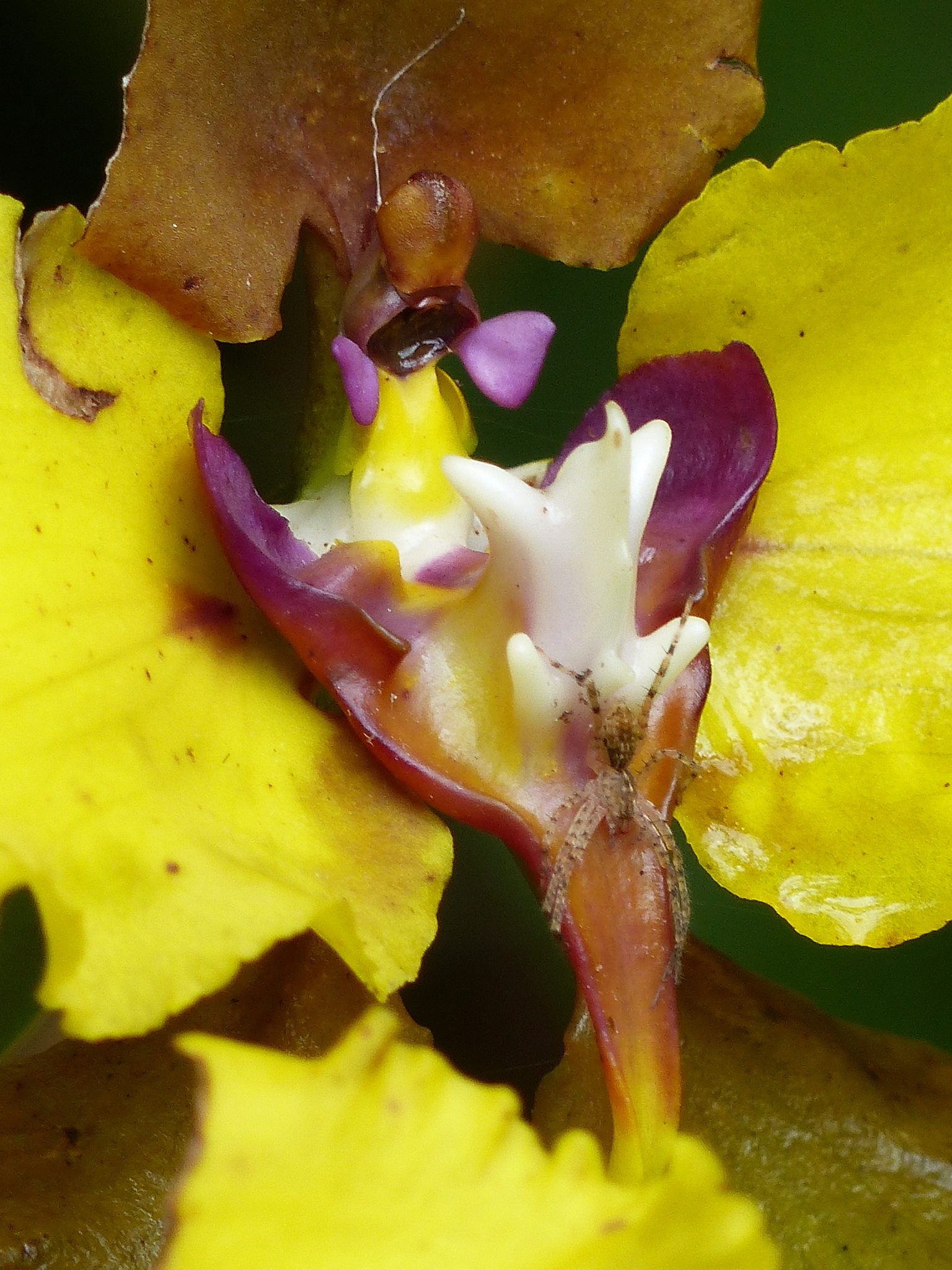 Cyrtochilum macranthum image