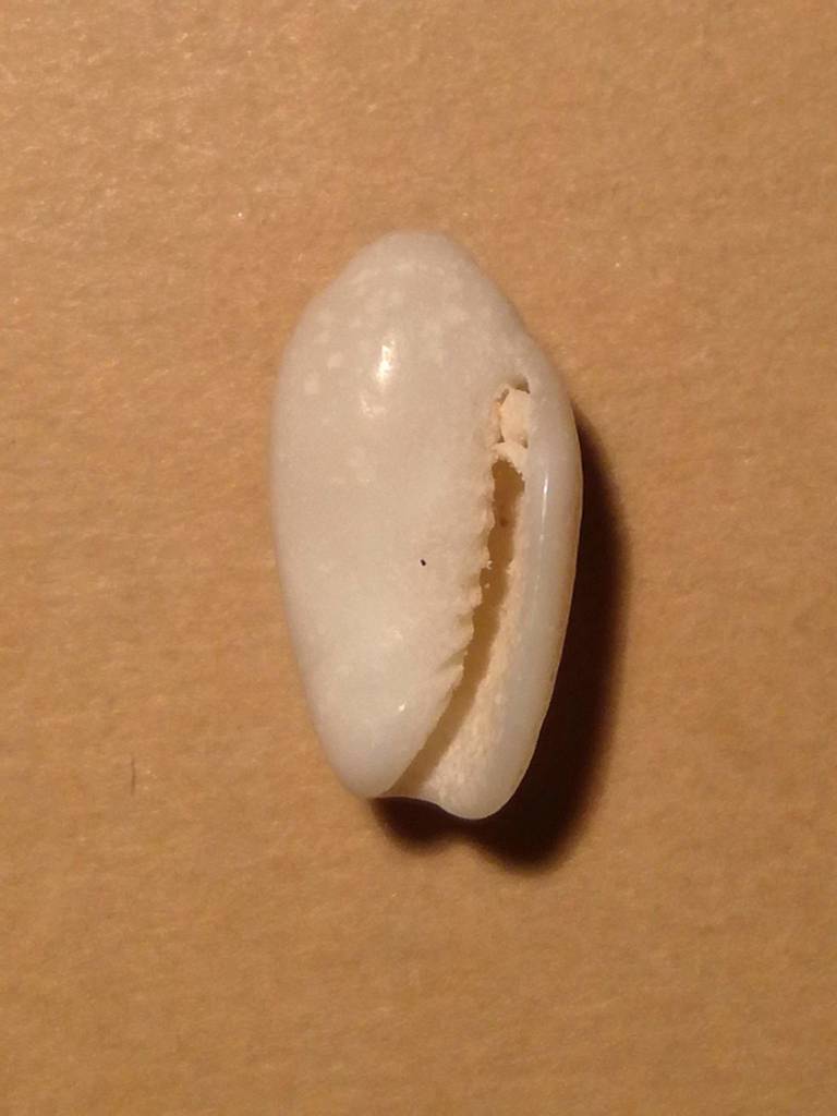 Volvarina monilis