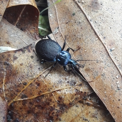 Sphaeroderus stenostomus