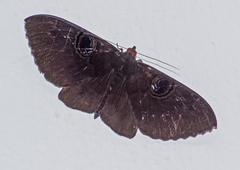 Erebus caprimulgus