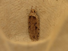 Agonopterix ocellana