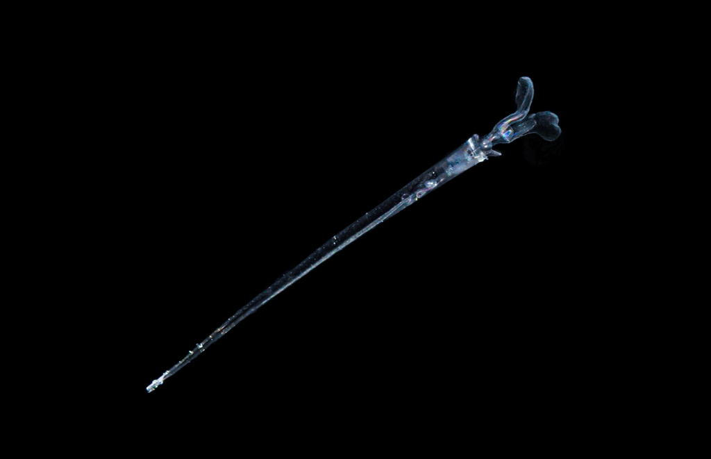 Creseis acicula
