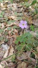 Oxalis violacea