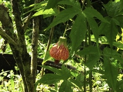 Callianthe picta image