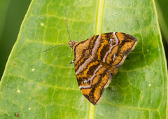 Choreutis amethystodes