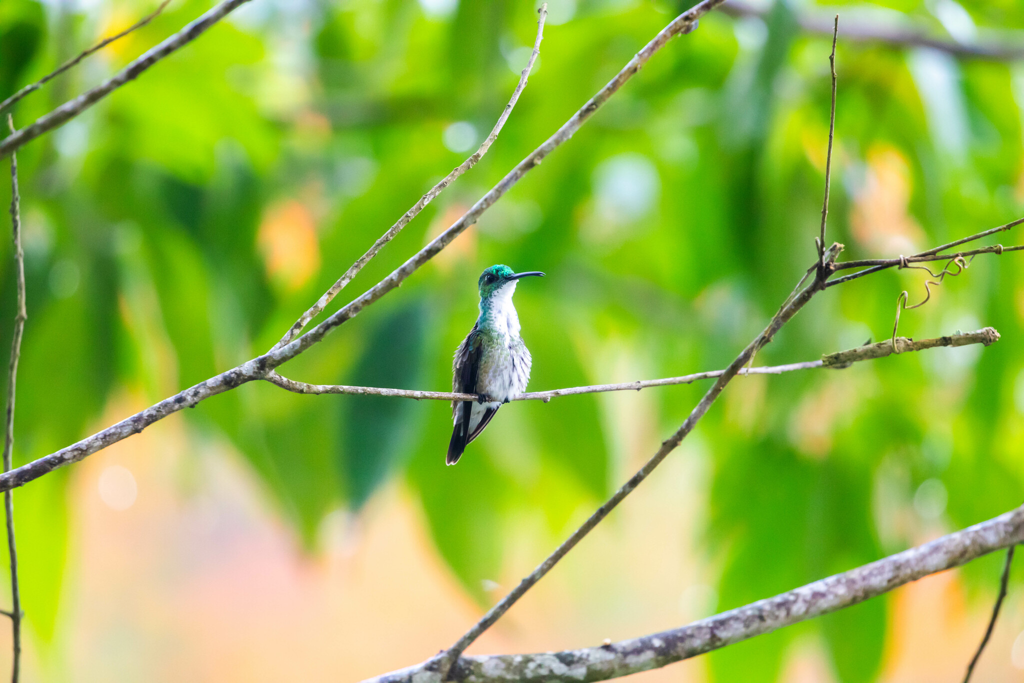 White-chested Emerald (Chrysuronia brevirostris), photo 7