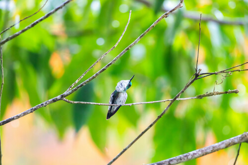 White-chested Emerald (Chrysuronia brevirostris), photo 9