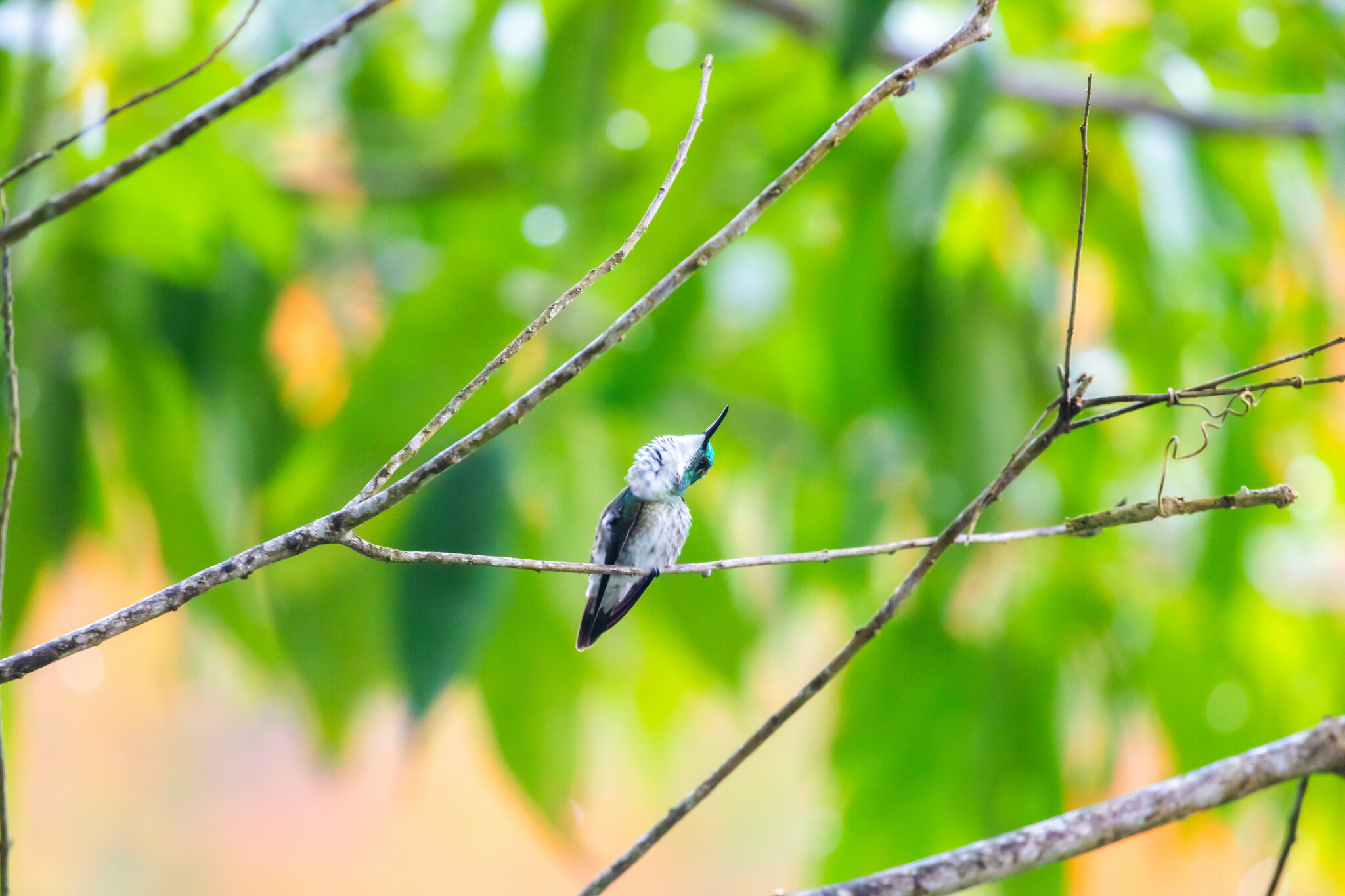White-chested Emerald (Chrysuronia brevirostris), photo 8