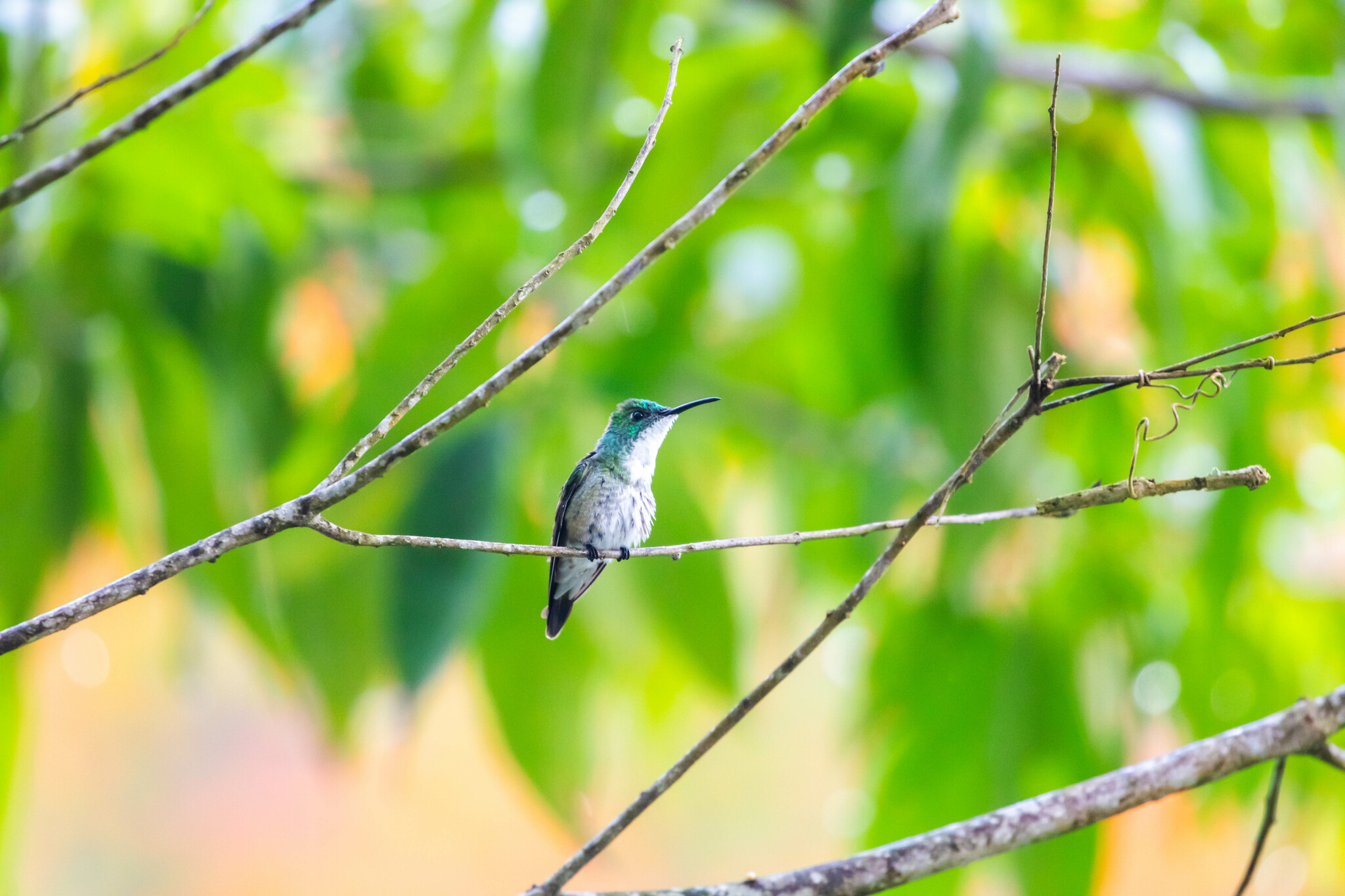 White-chested Emerald (Chrysuronia brevirostris), photo 9