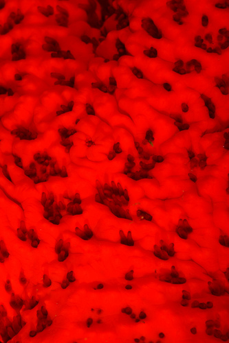 Mediterranean Red Sea Star, photo 9 of 9