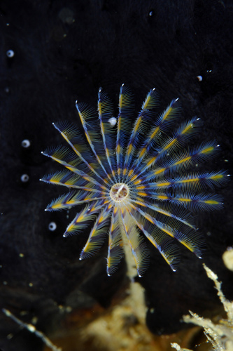 Representative image of Sabella discifera