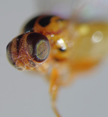 Thaumatomyia notata