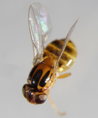 Thaumatomyia notata