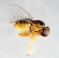 Thaumatomyia notata